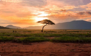East Africa 300x185